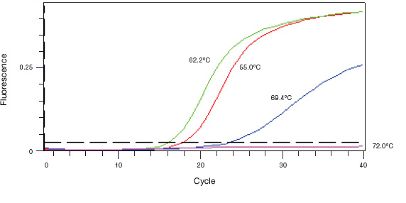 Amplification curves of PCR products in a real-time PCR assay.