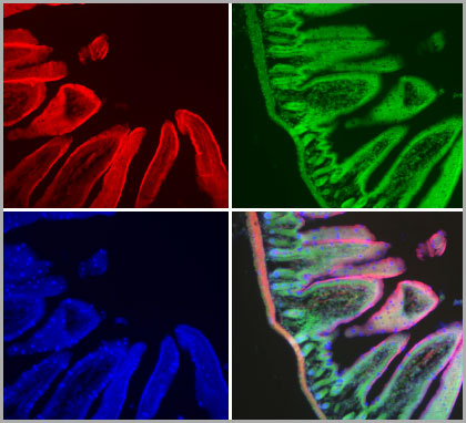 Mucus of goblet cells stained with Alexa Fluor 350 Wheat Germ Agglutinin (blue fluorescent lectin), filamentous actin stained with red-orange fluorescent Alexa Fluor 568 Phalloidin, and nuclei stained with SYTOX Green Nucleic Acid Stain in a section of mouse intestine.